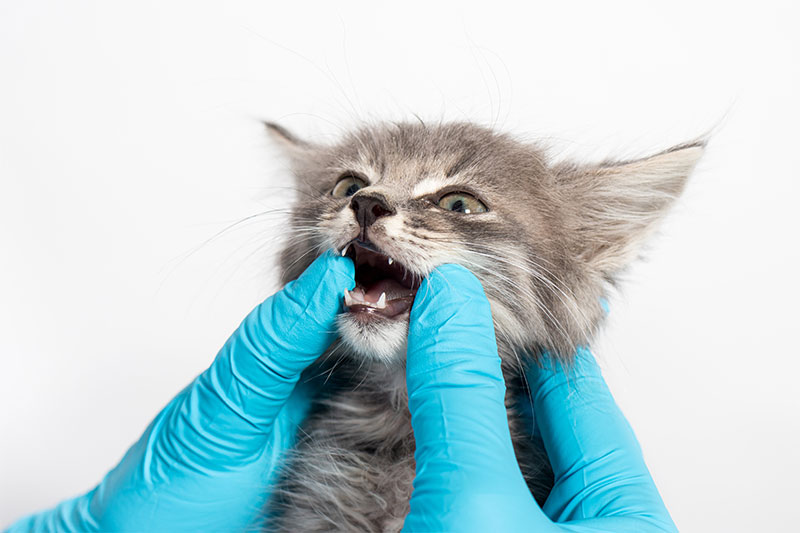 what-causes-dental-disease-in-pets-strip1
