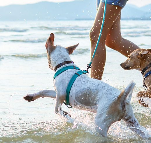 5-beach-safety-tips-for-pets_banner