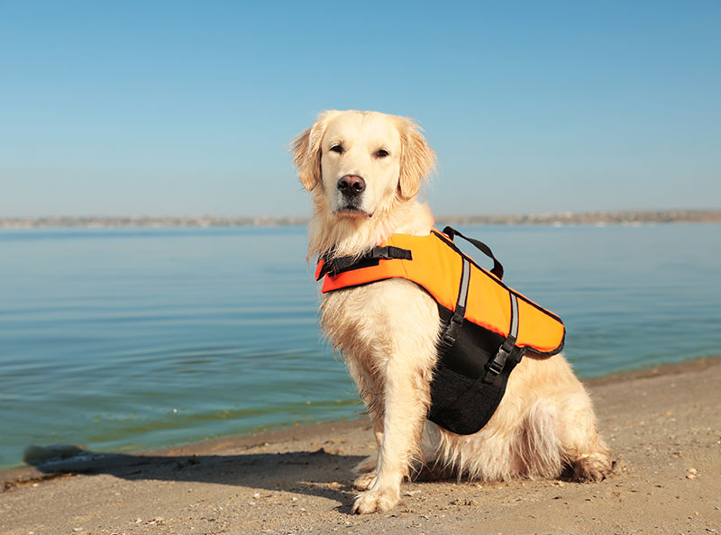 5-beach-safety-tips-for-pets_strip1