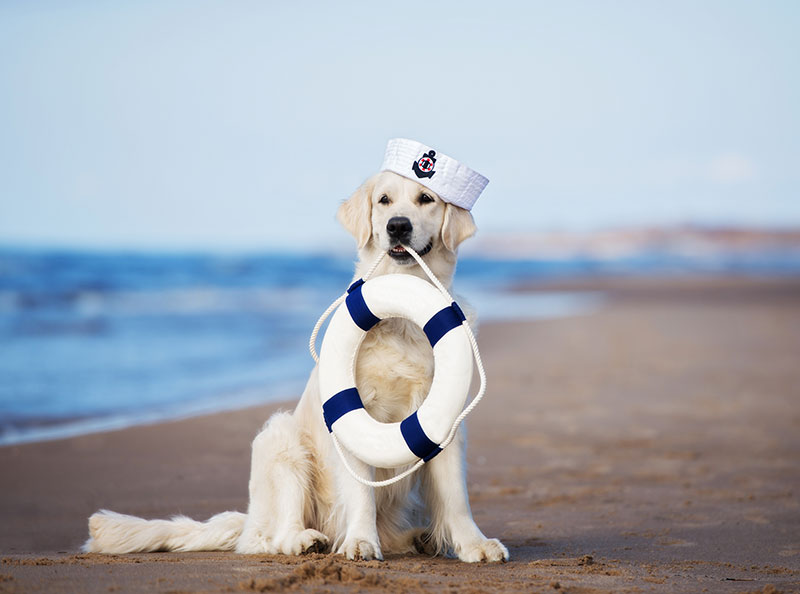 5-beach-safety-tips-for-pets_strip2