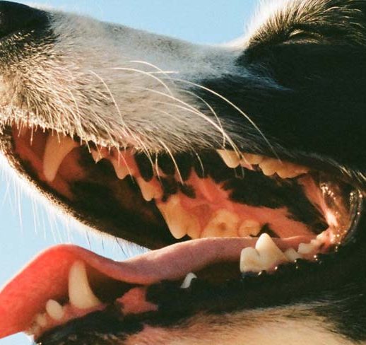 pet-dental-month-how-to-prevent-dental-disease-in-pets-banner