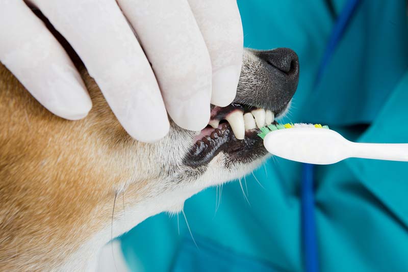 pet-dental-month-how-to-prevent-dental-disease-in-pets-strip1