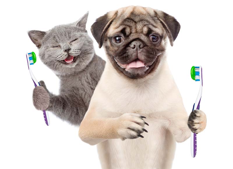 pet-dental-month-how-to-prevent-dental-disease-in-pets-strip4