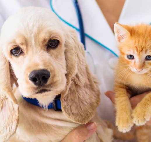 blood-testing-for-pets-ensuring-your-furry-friends-health-and-well-being-banner