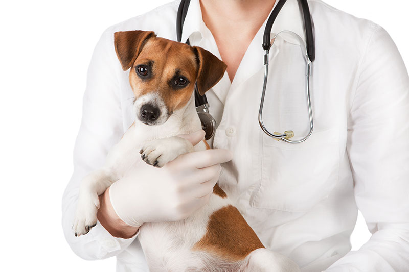 heartworm-awareness-month-tips-for-preventing-heartworm-disease-in-your-pup-strip5