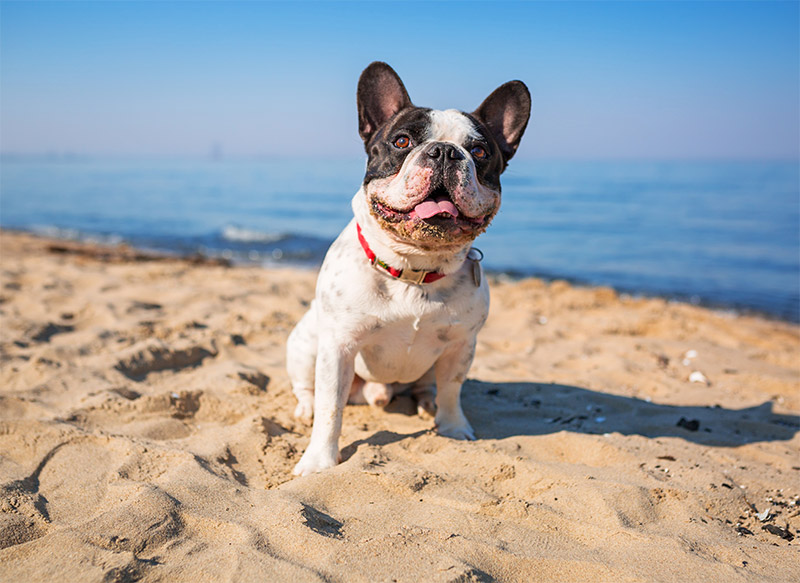 best-ideas-to-enjoy-summer-with-your-pet-in-redondo-beach-ca-strip1
