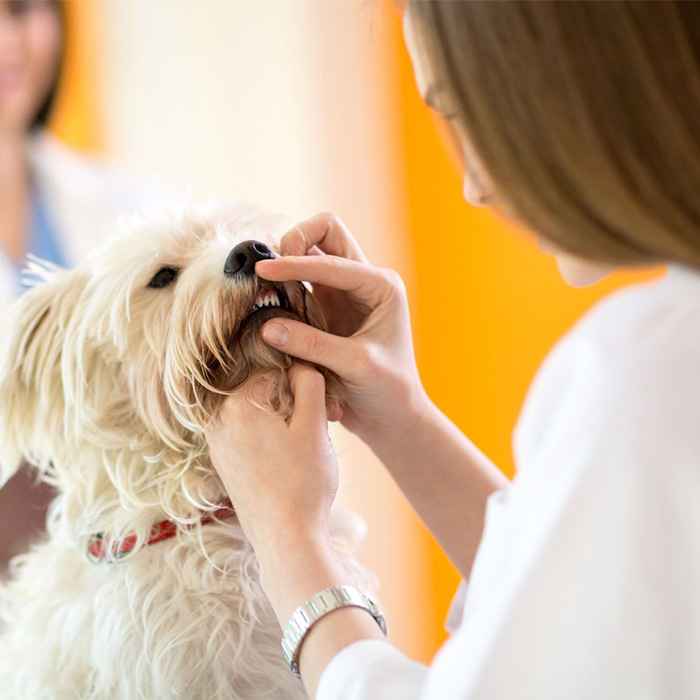 A woman carefully inspects a dog's teeth