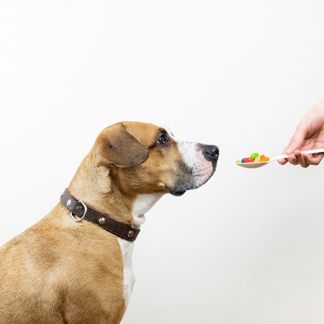 A person feeds a dog a spoonful of food from their hand