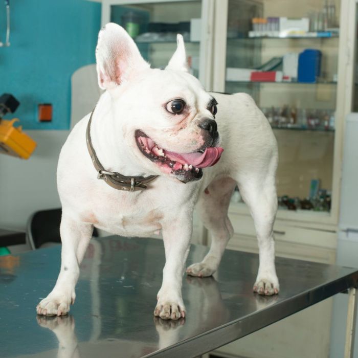 A white French bulldog is perched on a table