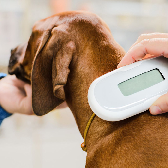 A person scanning microchip with device