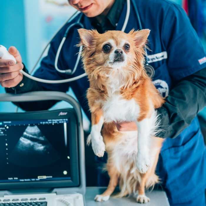 A vet conducts a dog examination with a laptop nearby