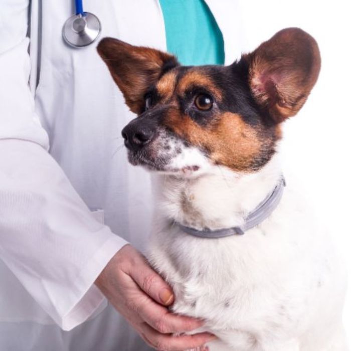 A dog receives a thorough examination from a veterinarian