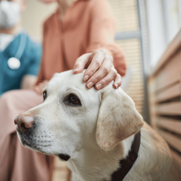 A person petting a dog with healthcare workers