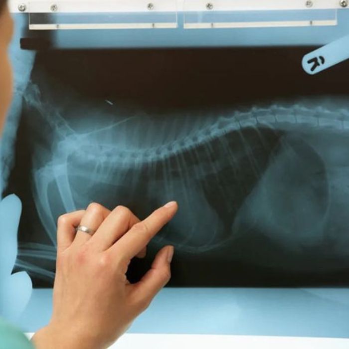 A woman points at an X-ray image displayed on a wall