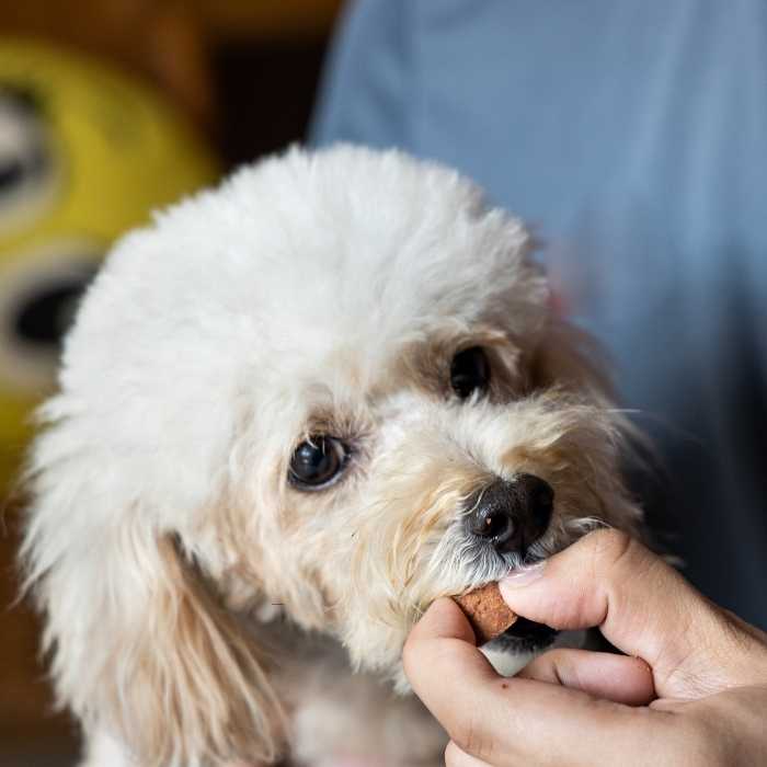 A person offers a piece of bread to a small white dog