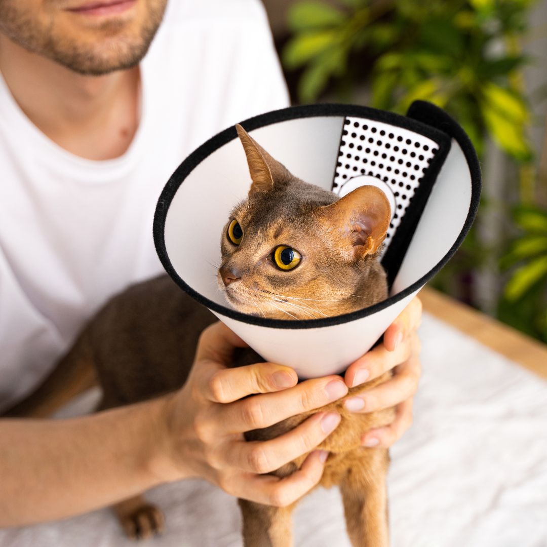 a cat wearing a cone